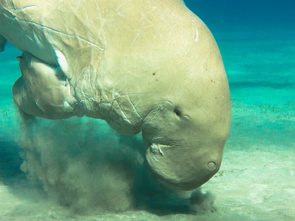 Startsequenz eines Dugongs (Karl)