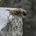 Startübungen in der Spatzen-Flugschule