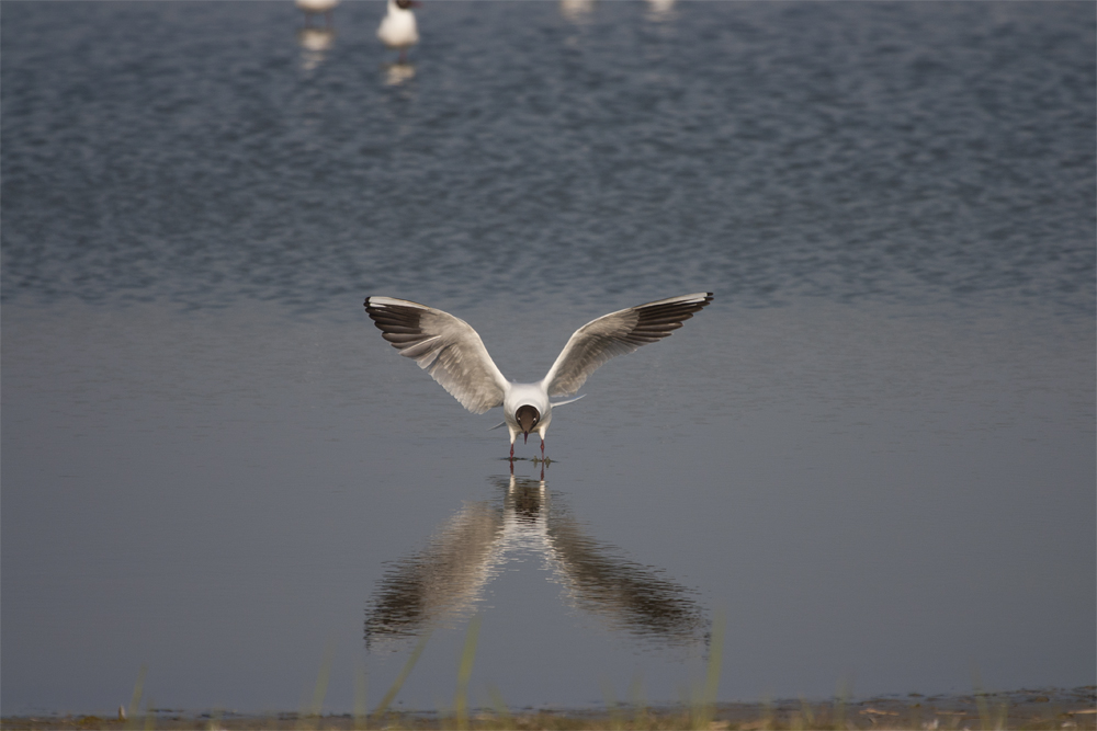 - Startversuche aus dem Wasser -