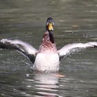 Startvorbereitung der Donald Duck Air Lines auf dem Weiher des Tierparks Lange Erlen.