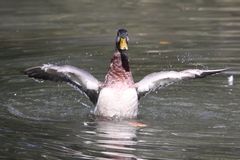 Startvorbereitung der Donald Duck Air Lines auf dem Weiher des Tierparks Lange Erlen.