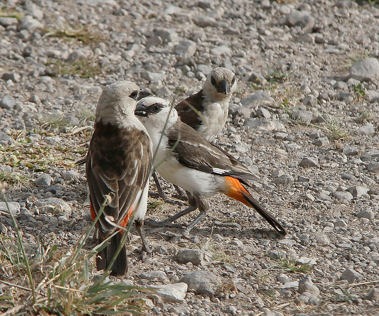 Starweber mit Jungem beim betteln - Bild 1