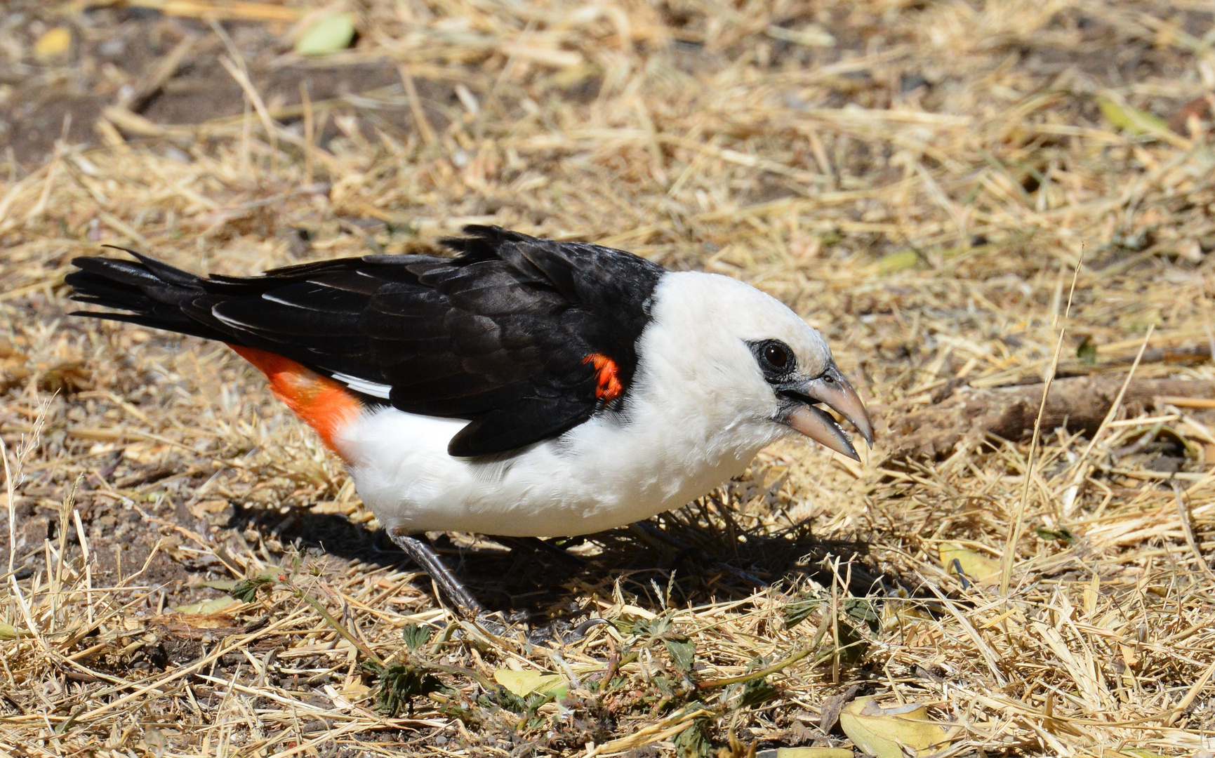 Starweber  -  Serengeti NP