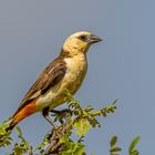 Starweber (White-headed buffalo weaver)