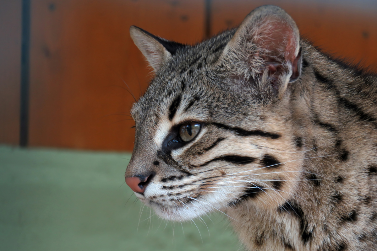 Staßfurter Salzkatze