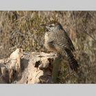 State Bird of Arizona