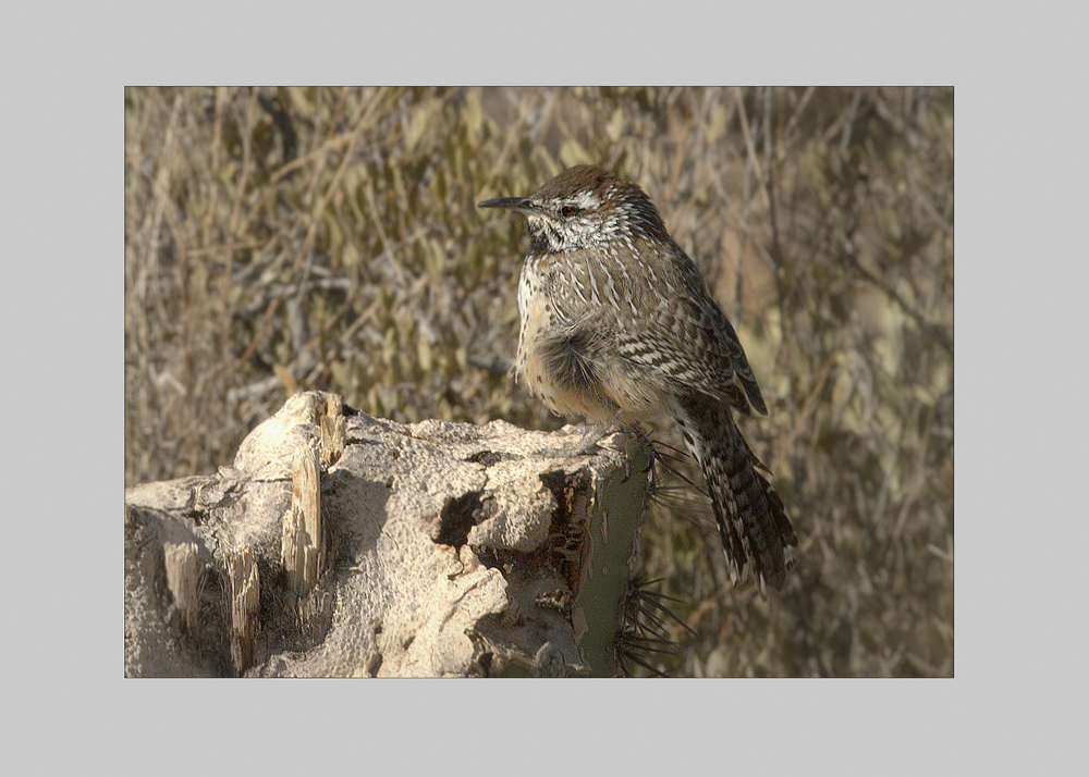 State Bird of Arizona