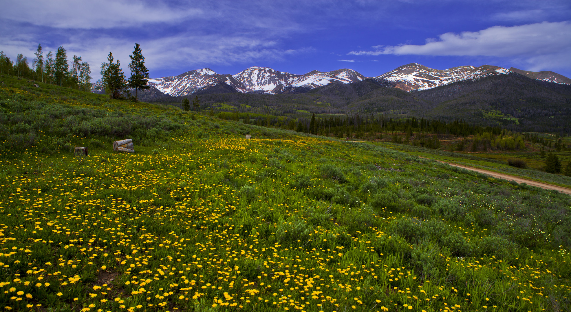 State Forest Spring