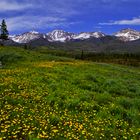 State Forest Spring