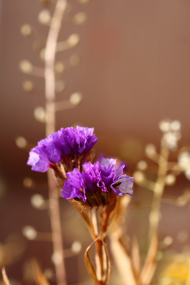 Statice (Limonium)