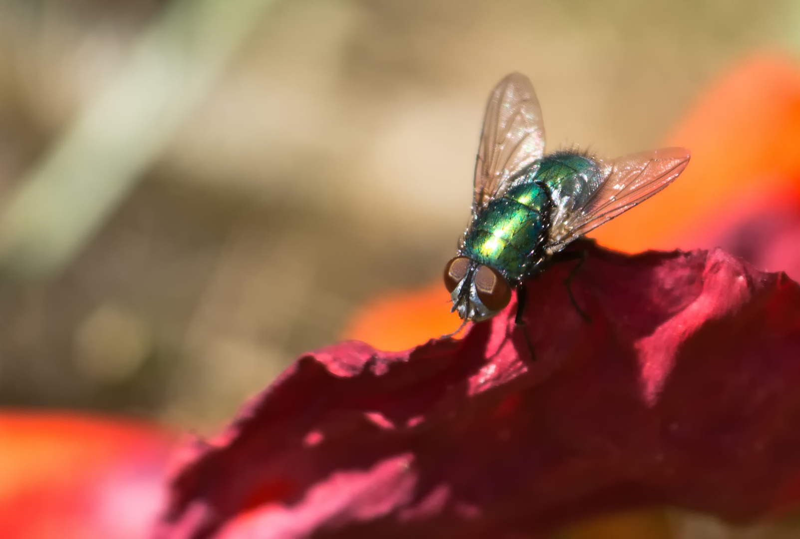 Statt Biene heute mal eine Fliege