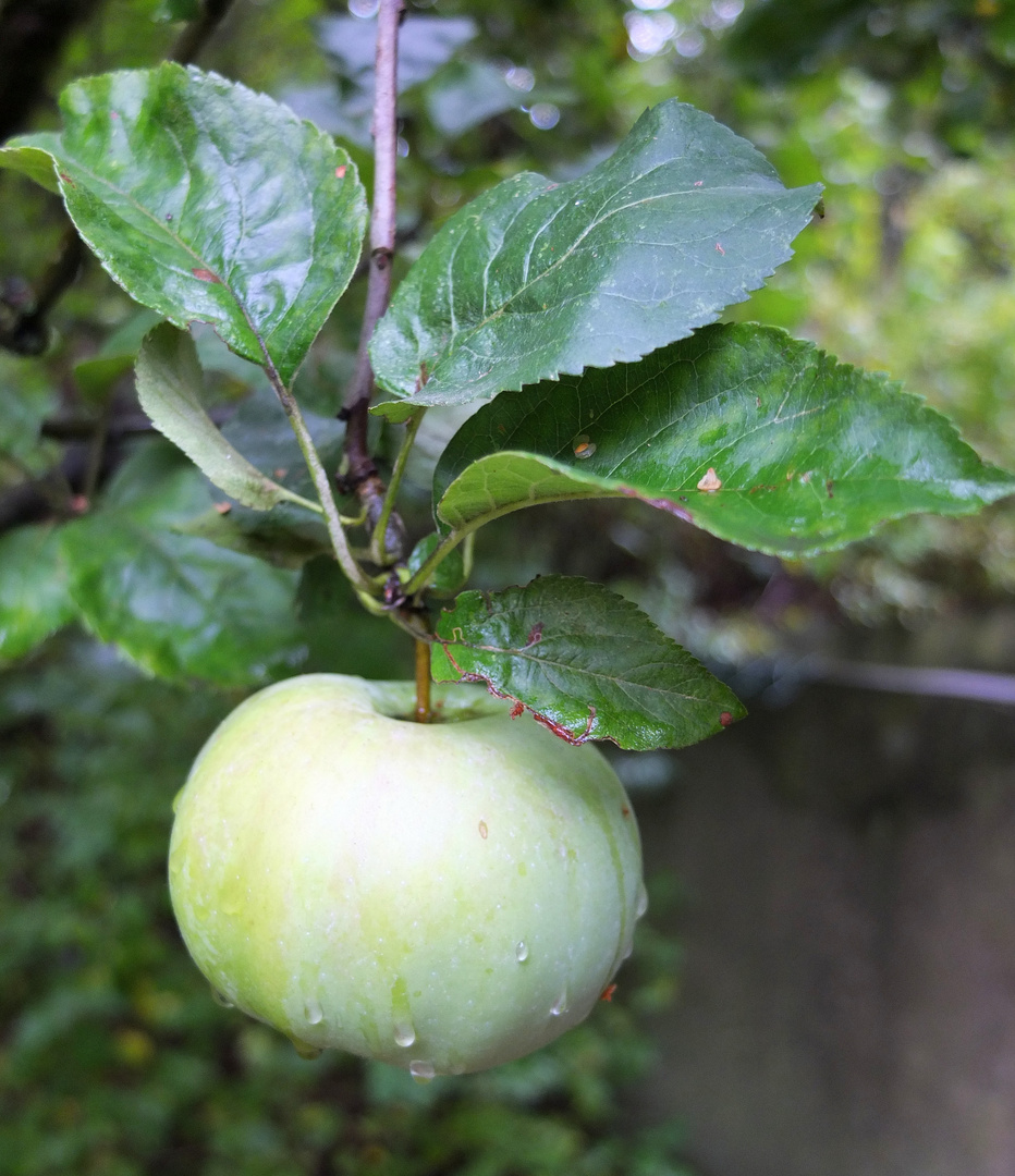 statt Blümchen