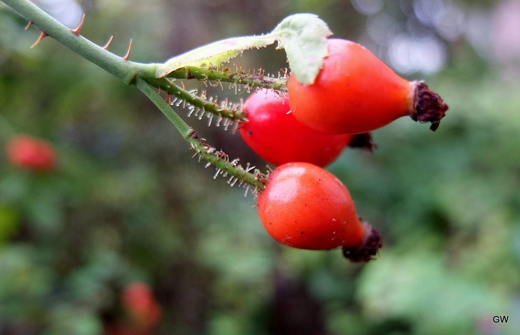 statt Blümchen 