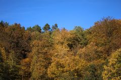 statt Blümchen heut mal Herbstwaldansicht