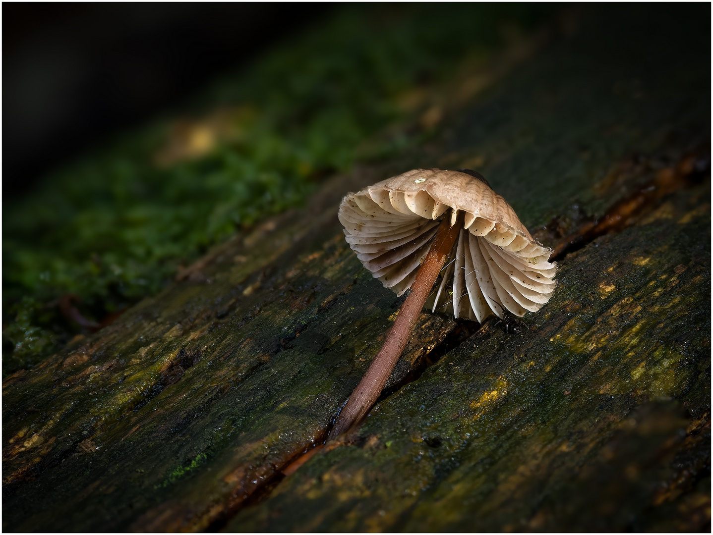 statt Blümchen ...Pilze......1