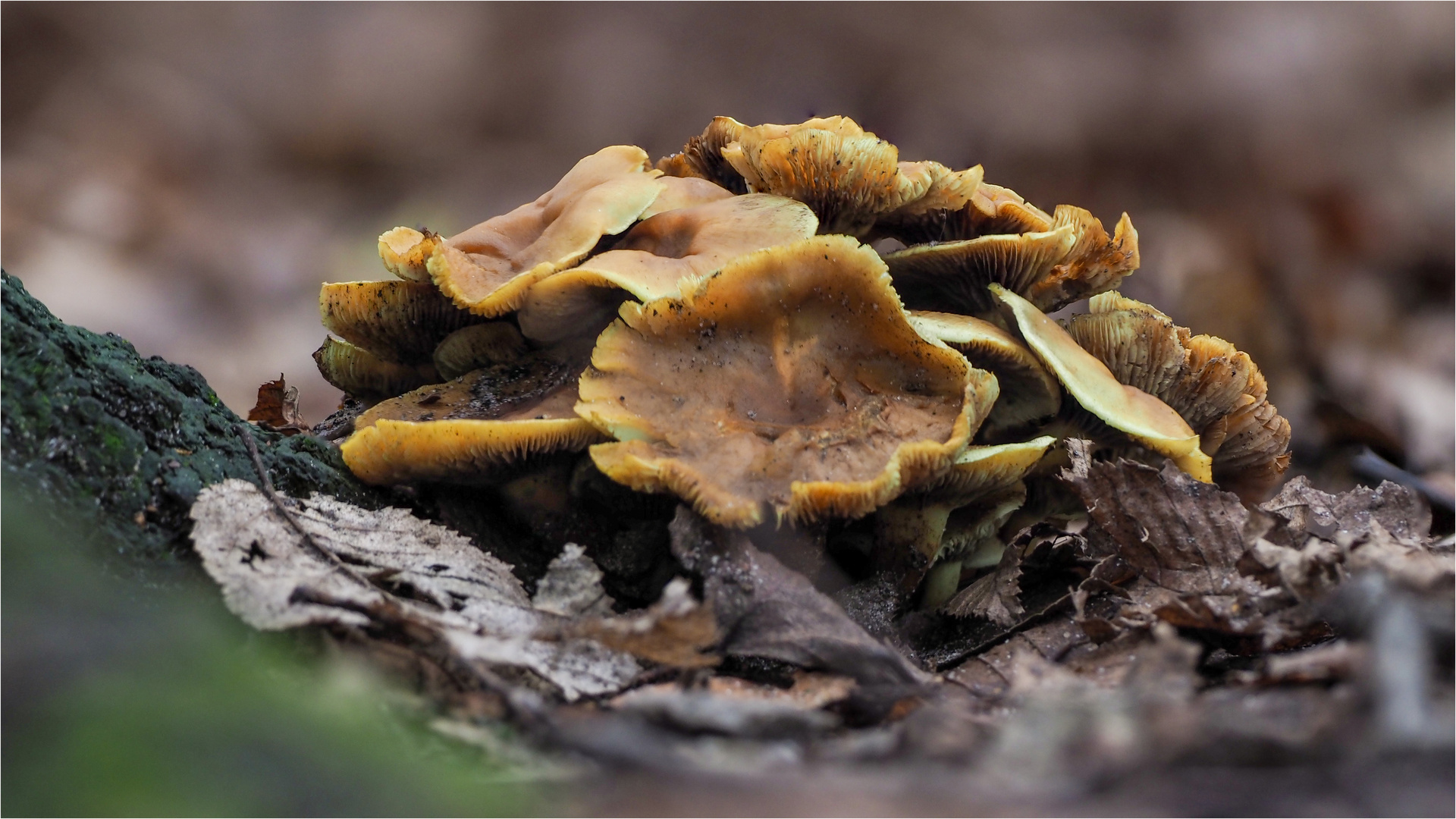 statt Blumem ein Pilz-Bouquet  .....