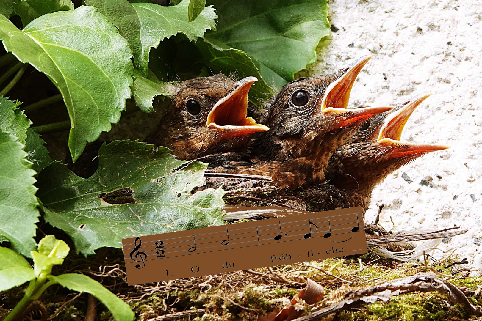 statt der singende Engelchor Foto & Bild tiere, vögel, wildlife