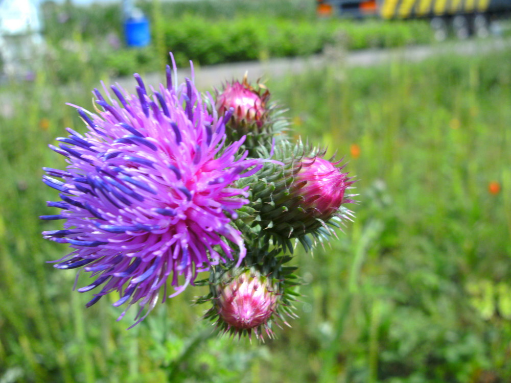 statt einem Blumenstrauß