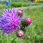 statt einem Blumenstrauß