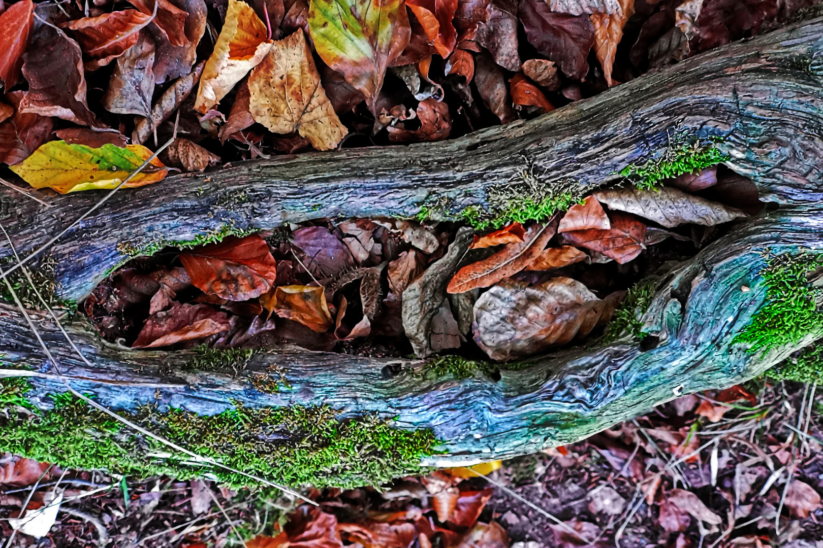 Statt einem Mittwochsblümchen - Herbstlaub im Bett ;-)))