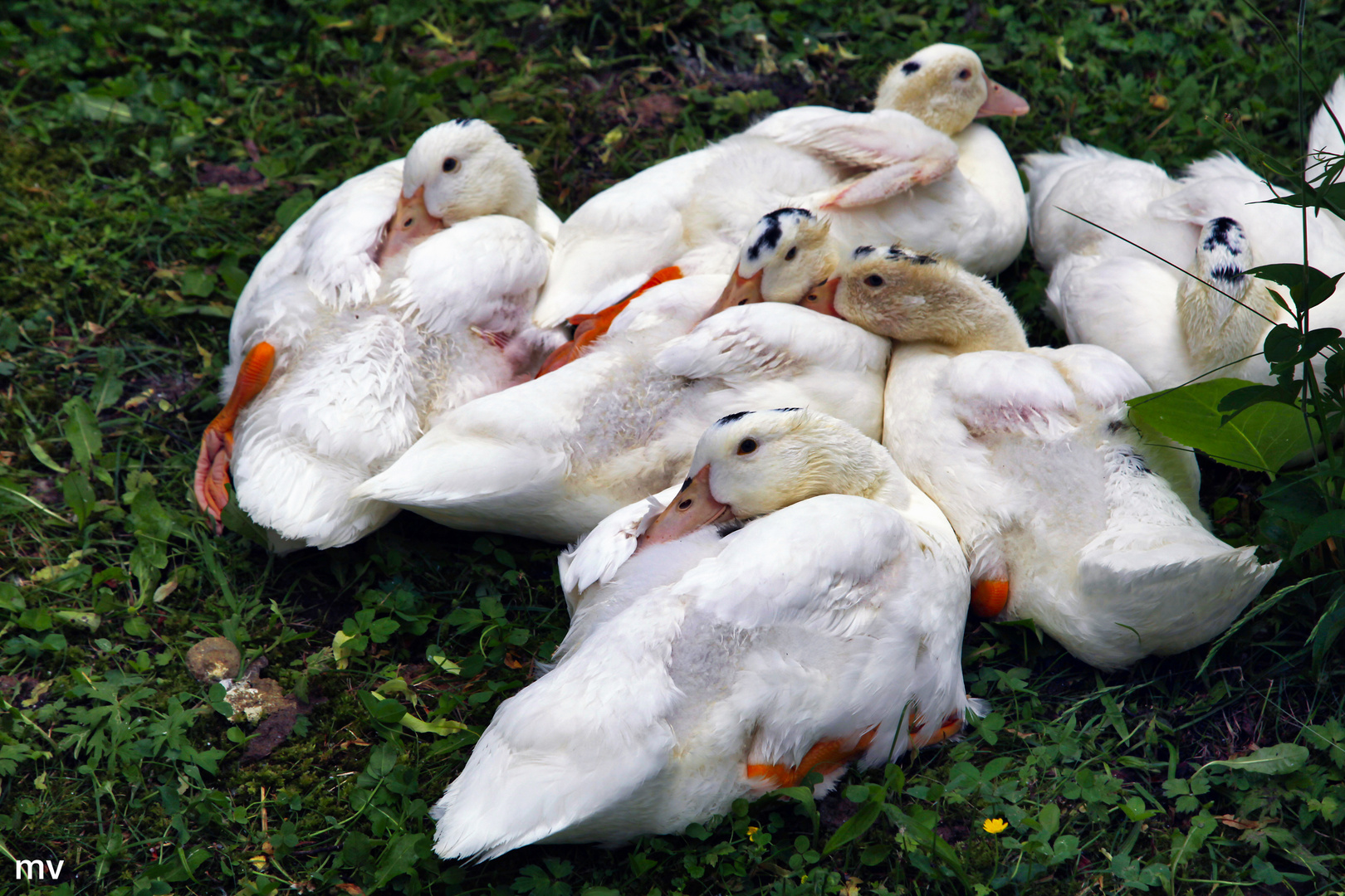 statt einem Osterlamm