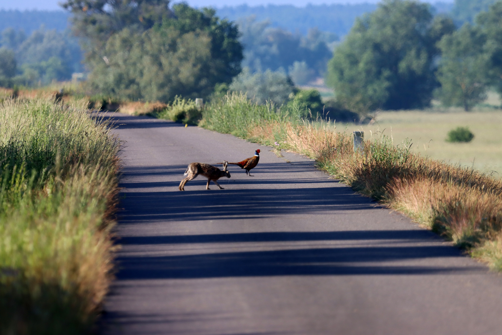 statt Hase und Igel......