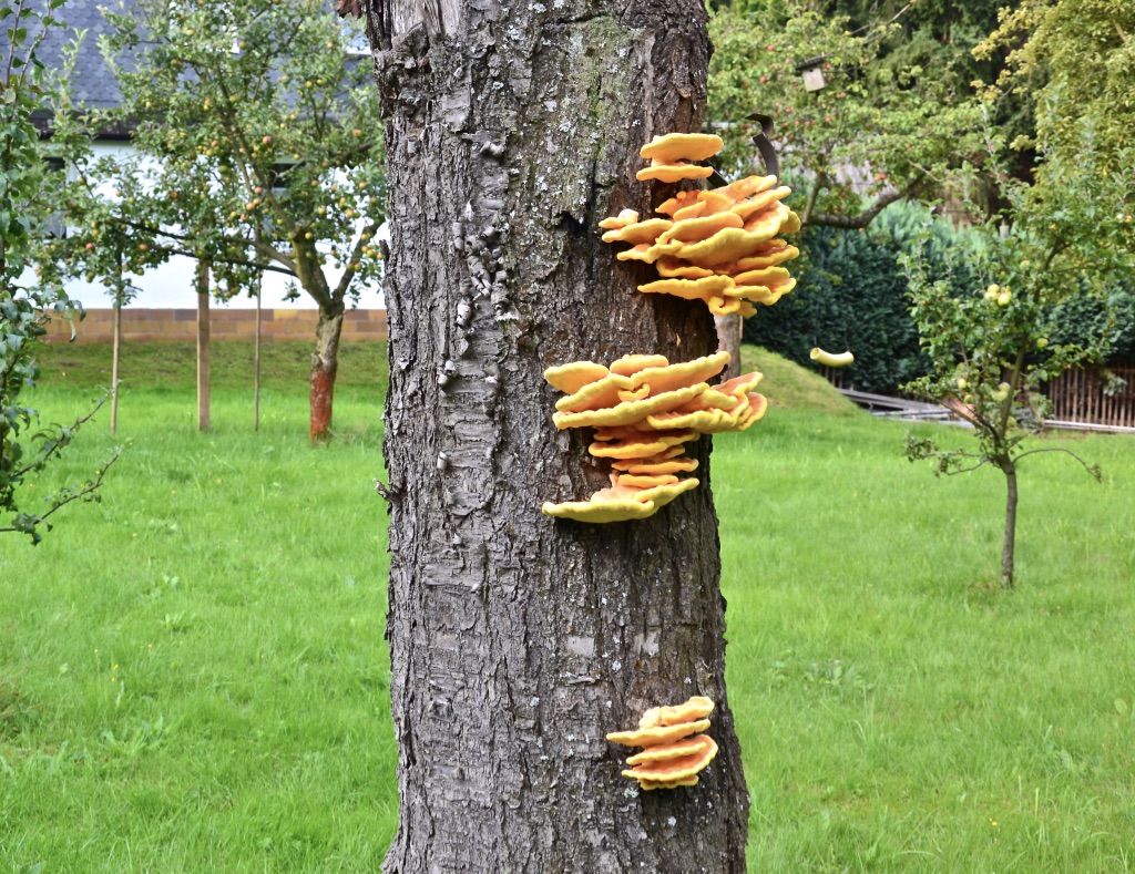 Statt Mittwochsblümchen…