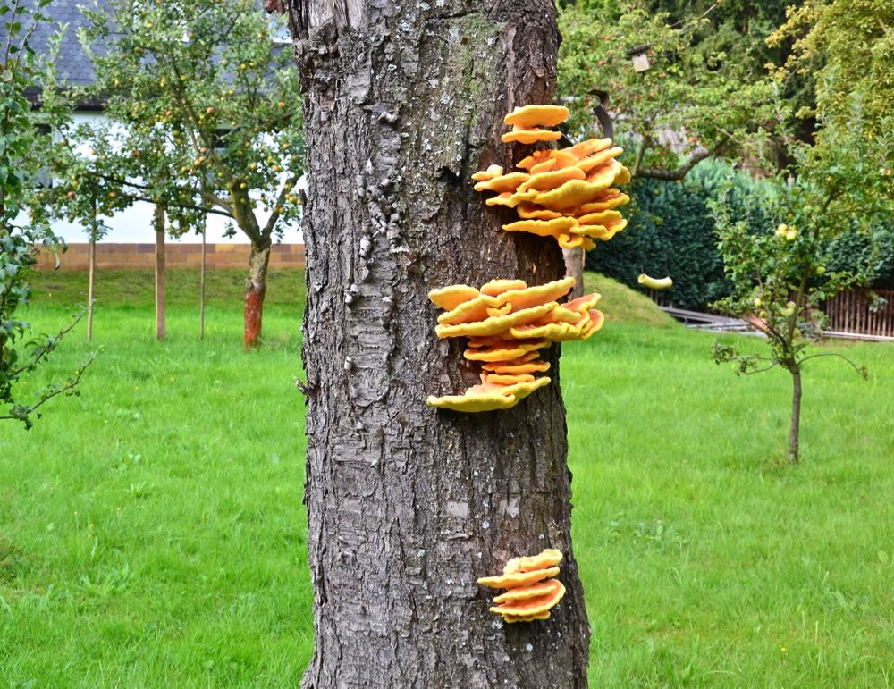 Statt Mittwochsblümchen…