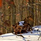 Statt Mittwochsblümchen --> der Hölzerne Hund