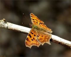 Statt Mittwochsblümchen gibt es einen C-Falter!