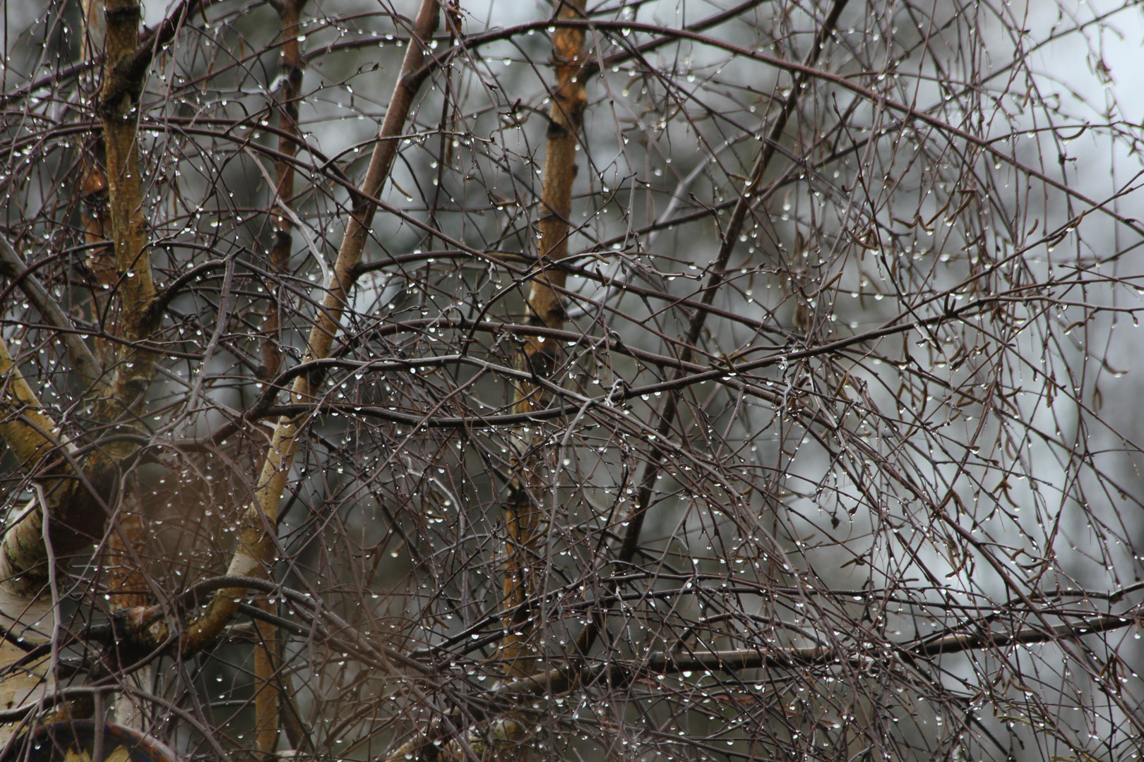 statt Schnee zeigt sich der Regen von einer schönen Seite