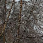 statt Schnee zeigt sich der Regen von einer schönen Seite