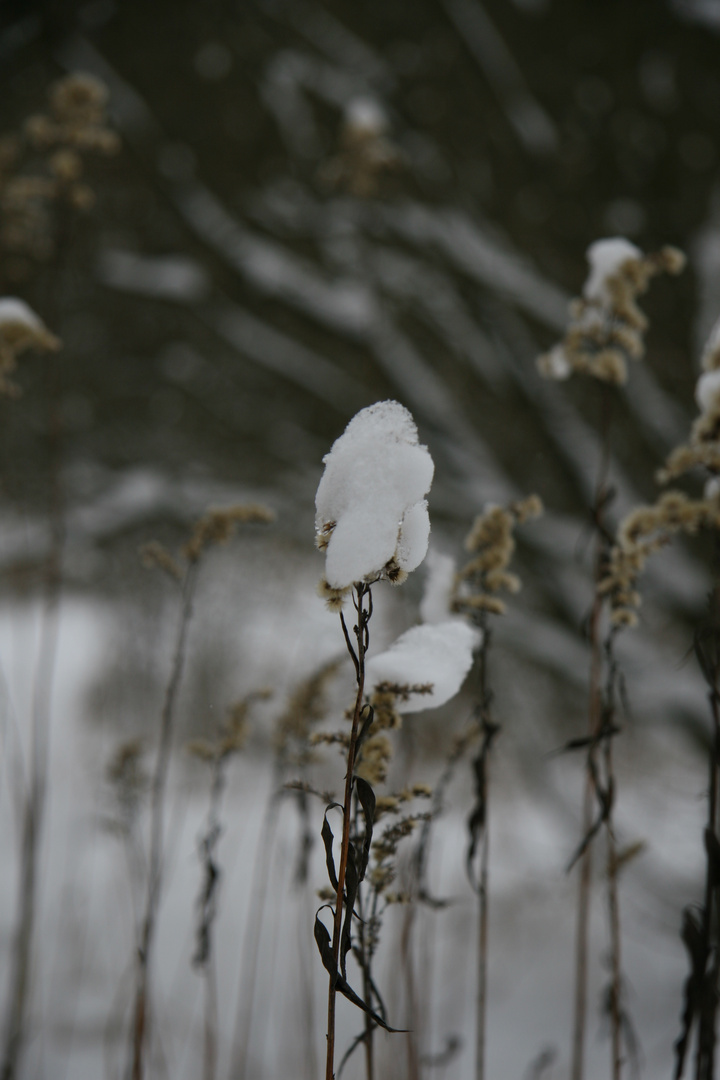 Statt Schneeglöckchen