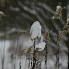 Statt Schneeglöckchen