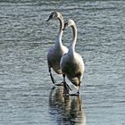 statt schwimmen Rutschpartie