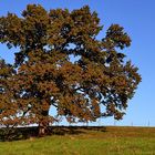 Stattliche Eiche im Herbstgewand