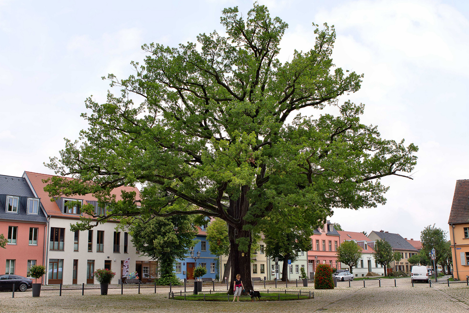 Stattliche Eiche in Werder