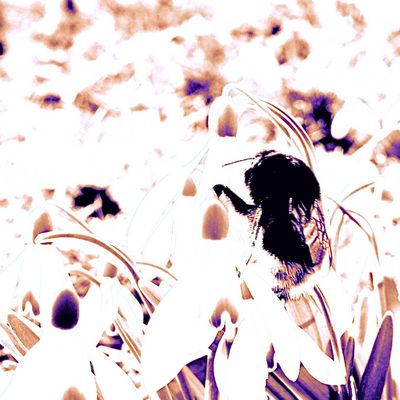 Stattliche Hummelfigur