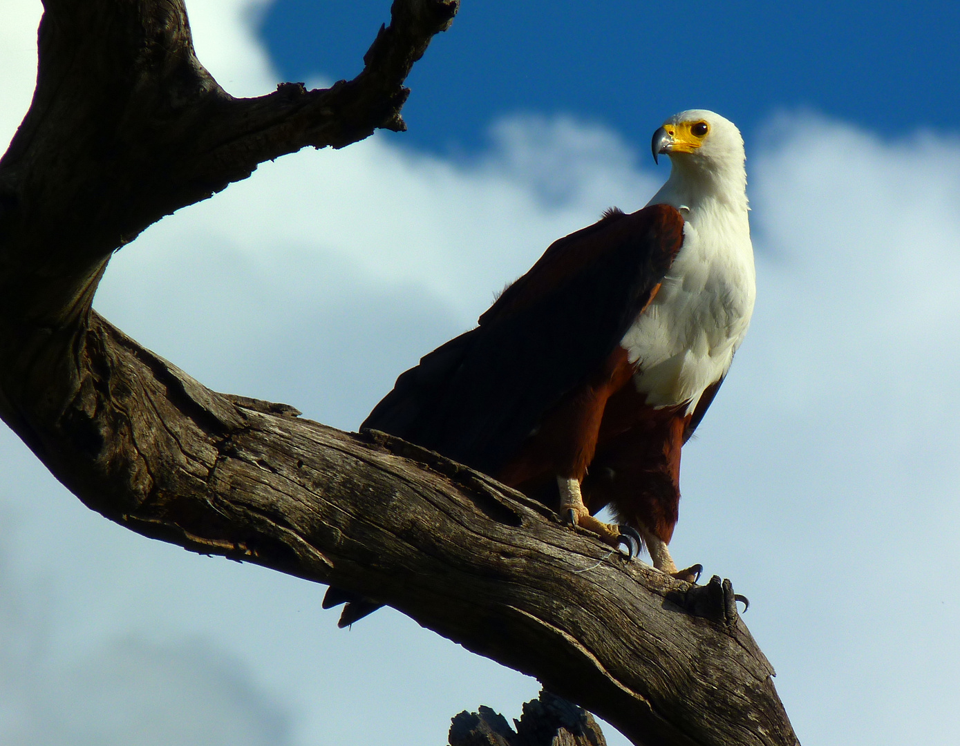 stattlicher African-fish-eagle im Chobepark
