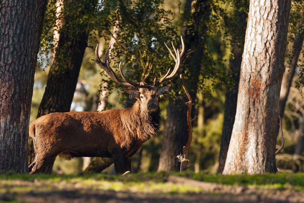 Stattlicher Hirsch