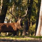 Stattlicher Hirsch