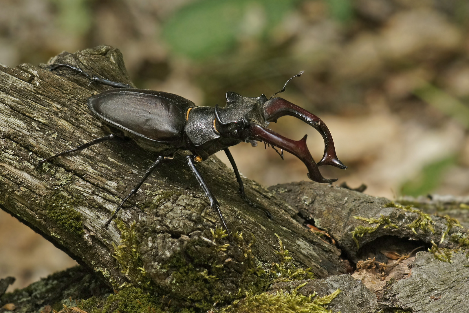 Stattlicher Hirschkäfer-Mann (Lucanos cervus)