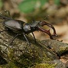 Stattlicher Hirschkäfer-Mann (Lucanos cervus)