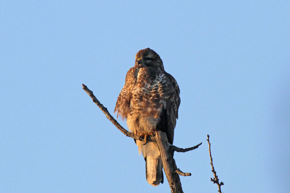 Stattlicher Mäusebussard