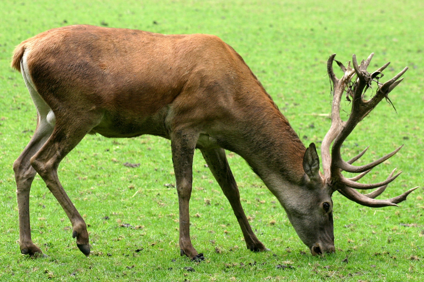 Stattlicher Vegetarier !