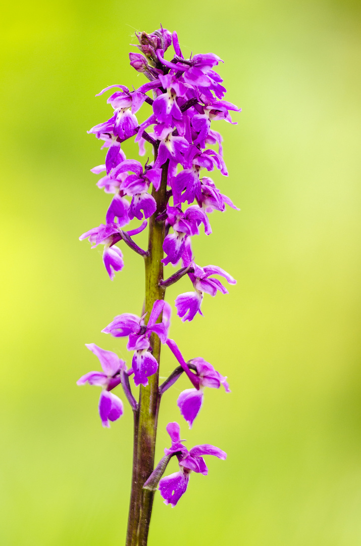 Stattliches Knabenjraut (Orchis mascula)