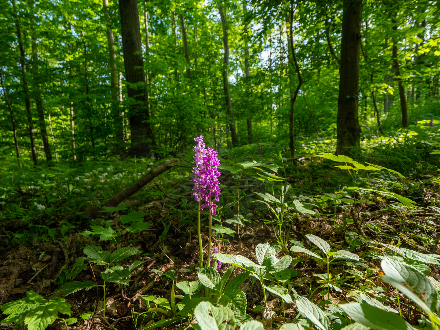 Stattliches Knabenkraut im Urwald