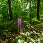 Stattliches Knabenkraut im Urwald