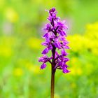 Stattliches Knabenkraut (Orchis mascula)