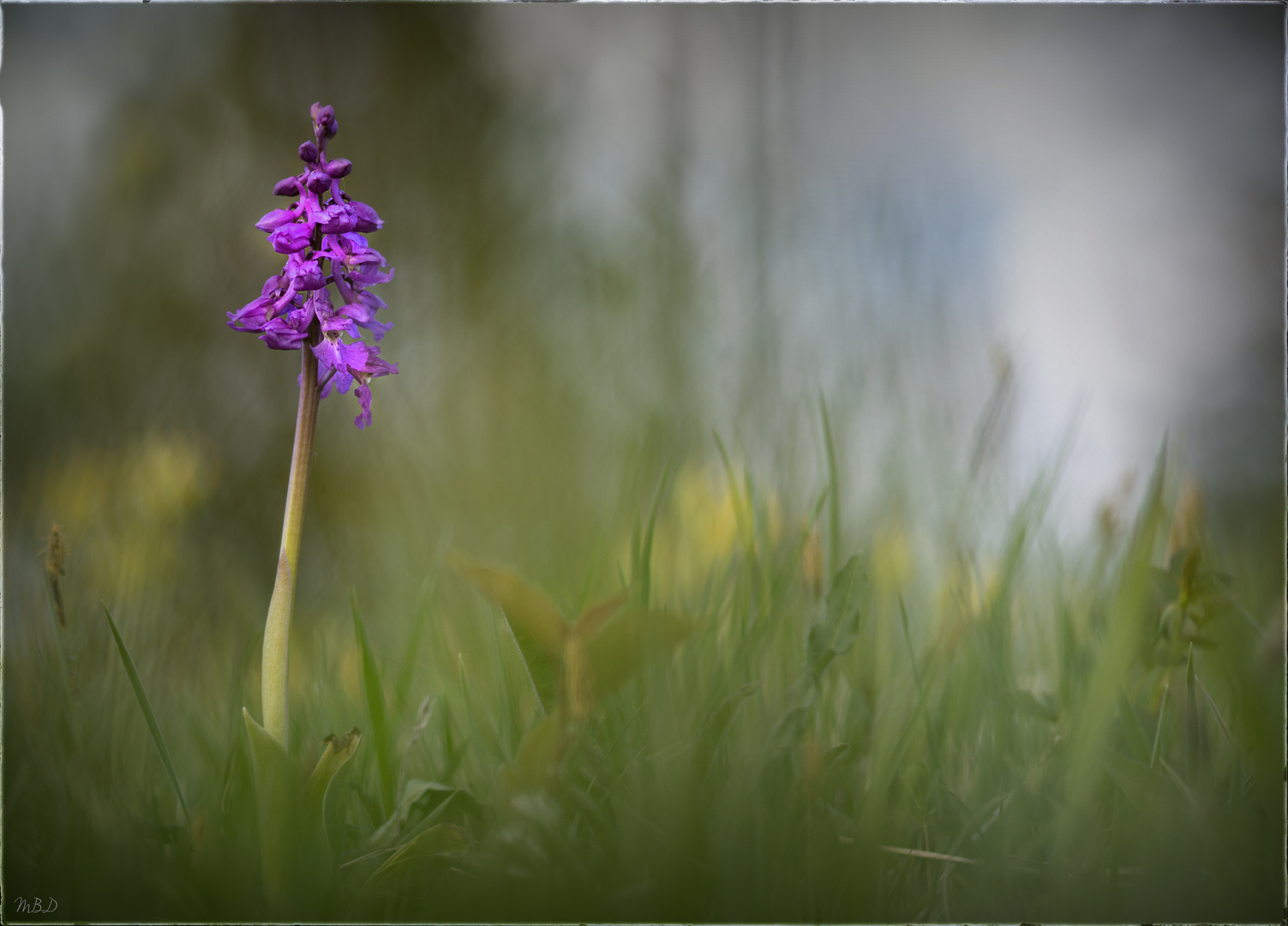 Stattliches Knabenkraut  Orchis mascula